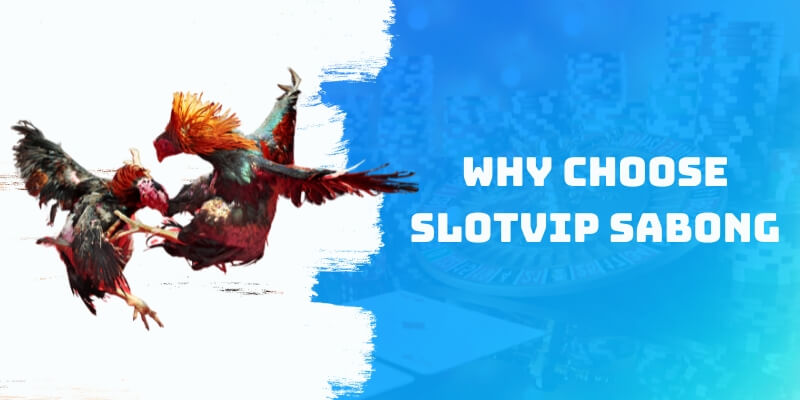 Why choose Slotvip Cockfighting?